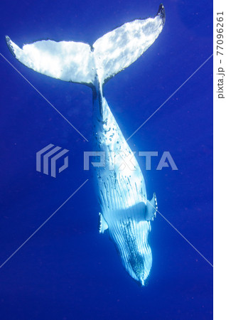 ザトウクジラ 77096261