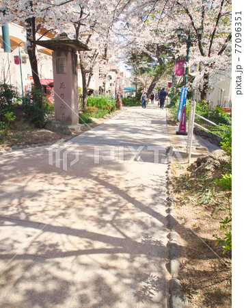 宝塚花のみち・歌劇場近辺の風景 宝塚花のみち・歌劇場近辺の風景 77096351
