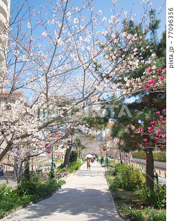 宝塚花のみち・歌劇場近辺の風景 77096356