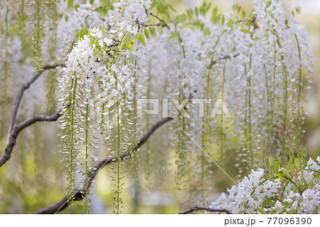 全盛期の白いふじの花 77096390