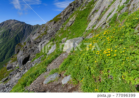 北岳の高山植物のお花畑と間ノ岳 77096399