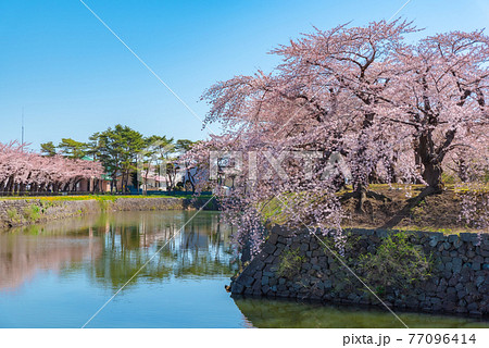 湖面と桜 湖面と桜 77096414