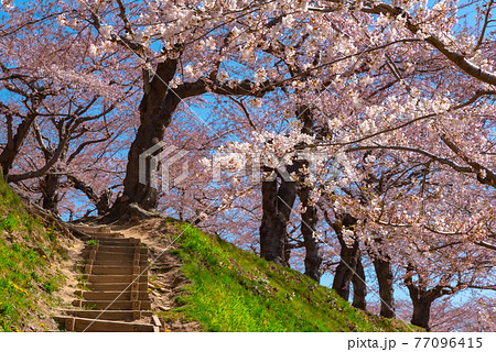 五稜郭公園の桜 五稜郭公園の桜 77096415