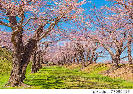 五稜郭公園の桜並木 五稜郭公園の桜並木 77096417