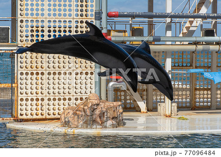 城崎マリンワールド イルカショーの写真素材