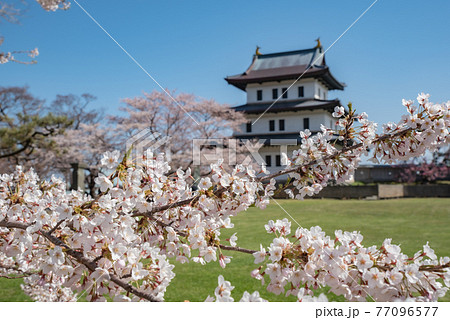 松前城と桜 松前城と桜 77096577