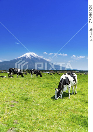 静岡県富士宮市の朝霧高原牧場の牛の群れと雄大な富士山 77096926