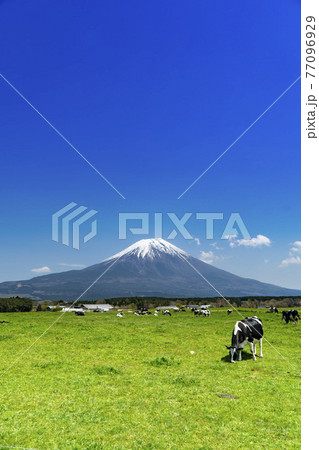 静岡県富士宮市の朝霧高原牧場の牛の群れと雄大な富士山 静岡県富士宮市の朝霧高原牧場の牛の群れと雄大な富士山 77096929