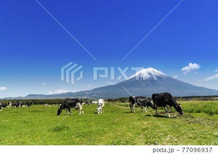 静岡県富士宮市の朝霧高原牧場の牛の群れと雄大な富士山 静岡県富士宮市の朝霧高原牧場の牛の群れと雄大な富士山 77096937