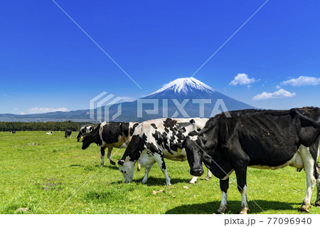 静岡県富士宮市の朝霧高原牧場の牛の群れと雄大な富士山 77096940