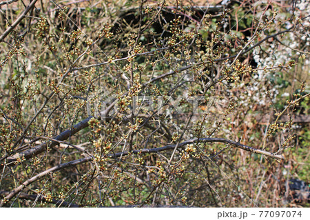 Springtime beginning in March at surroundings of Zagreb, Croatia Springtime beginning in March at surroundings of Zagreb, Croatia 77097074