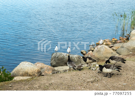 Barnacle gooses and goslings walking on a park embankment in center of Helsinki, Finland 77097255
