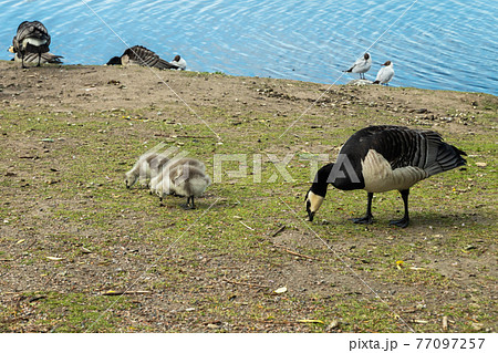 Barnacle gooses and goslings walking on a park embankment in center of Helsinki, Finland Barnacle gooses and goslings walking on a park embankment in center of Helsinki, Finland 77097257
