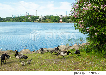 Barnacle gooses and goslings walking on a park embankment in center of Helsinki, Finland 77097259