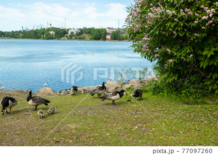 Barnacle gooses and goslings walking on a park embankment in center of Helsinki, Finland 77097260