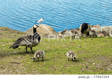 Barnacle gooses and goslings walking on a park embankment in center of Helsinki, Finland 77097264