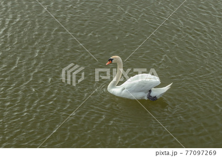 Mute Swan on Toolo bay in Helsinki, Finland Mute Swan on Toolo bay in Helsinki, Finland 77097269