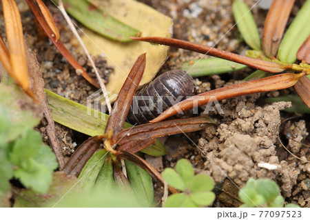 ダンゴムシ 77097523