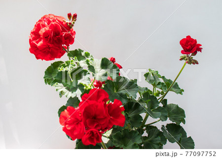 ゼラニウム 花 赤 77097752