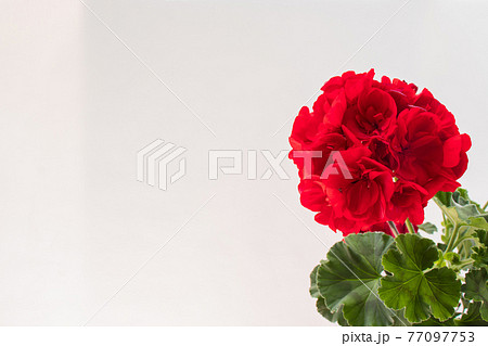 ゼラニウム 花 赤 77097753