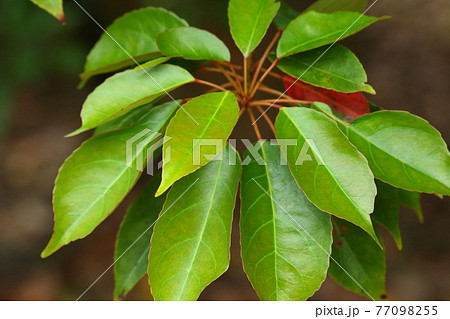 自然　植物　コバンモチ、枝先に広がる葉。ホルトノキ科の樹木で年中紅葉した葉が見られます 77098255