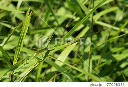 草に止まるショウリョウバッタ 77098371