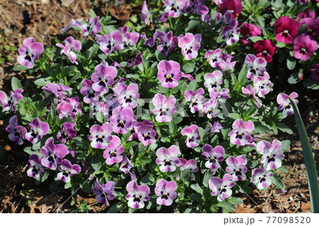 早春の花壇に咲くビオラの花 早春の花壇に咲くビオラの花 77098520