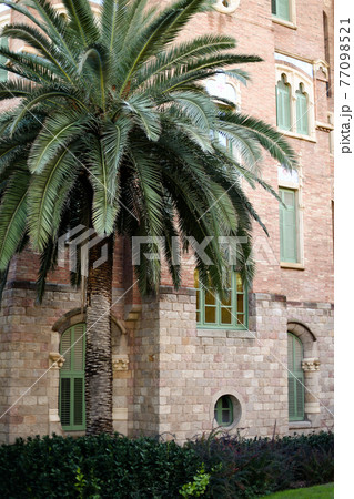 Photo of palm near old building in Europe. Photo of palm near old building in Europe. 77098521