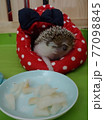 可視 ハリネズミ おやつ 77098845