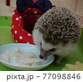 可視 ハリネズミ おやつ 77098846