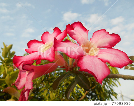 Adenium obesum flower or local Malay called kemboja flower at nursery. Numerous hybrids have been developed and commonly used for bonsai. Adenium obesum flower or local Malay called kemboja flower at nursery. Numerous hybrids have been developed and commonly used for bonsai. 77098959