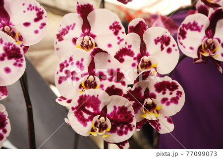 SERDANG, MALAYSIA -DECEMBER 07, 2016: Colorful tropical & exotic orchids flower in plants nursery. 77099073