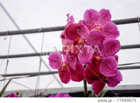 SERDANG, MALAYSIA -DECEMBER 07, 2016: Colorful tropical & exotic orchids flower in plants nursery. 77099075