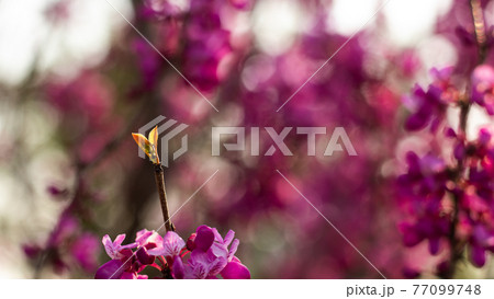 花 クローズアップ 植物 77099748