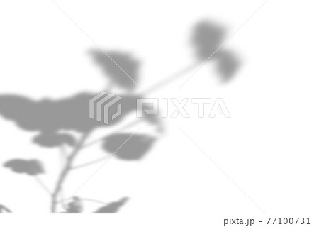 Vector Summer plant shadow background. Shadow of the flower of happiness milkweed on the white wall. White and black for of geranium a photo or mockup Vector Summer plant shadow background. Shadow of the flower of happiness milkweed on the white wall. White and black for of geranium a photo or mockup 77100731