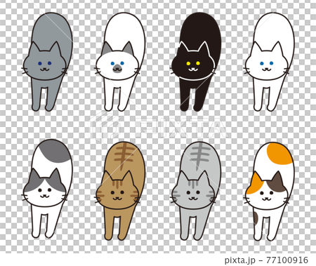 伸びをしている様々な猫種のセット 77100916