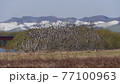 北海道　オホーツク　湧別川　春　カワウ　コロニー　巣 77100963