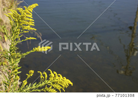 セイタカアワダチソウ セイタカアワダチソウ 77101308