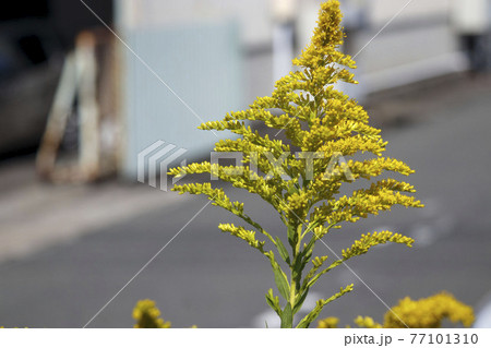 セイタカアワダチソウ 77101310