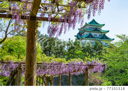 名城公園、金鯱のない名古屋城と満開の藤〈愛知県名古屋市〉 名城公園、金鯱のない名古屋城と満開の藤〈愛知県名古屋市〉 77101318