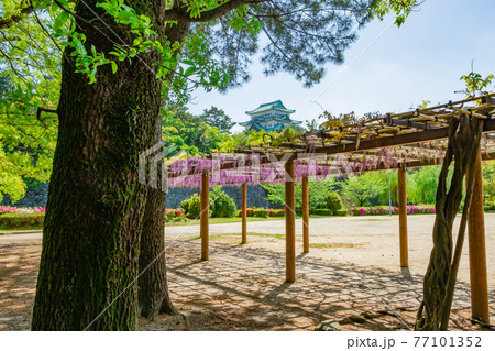 名城公園、金鯱のない名古屋城と満開の藤〈愛知県名古屋市〉 77101352