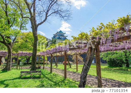 名城公園、金鯱のない名古屋城と満開の藤〈愛知県名古屋市〉 名城公園、金鯱のない名古屋城と満開の藤〈愛知県名古屋市〉 77101354