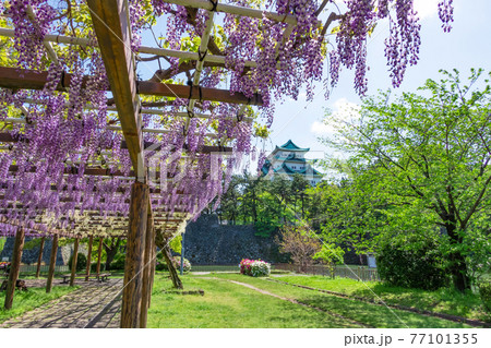 名城公園、金鯱のない名古屋城と満開の藤〈愛知県名古屋市〉 名城公園、金鯱のない名古屋城と満開の藤〈愛知県名古屋市〉 77101355
