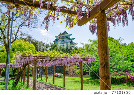 名城公園、金鯱のない名古屋城と満開の藤〈愛知県名古屋市〉 名城公園、金鯱のない名古屋城と満開の藤〈愛知県名古屋市〉 77101356