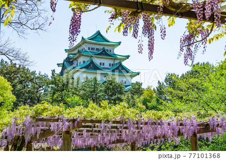 名城公園、金鯱のない名古屋城と満開の藤〈愛知県名古屋市〉 77101368