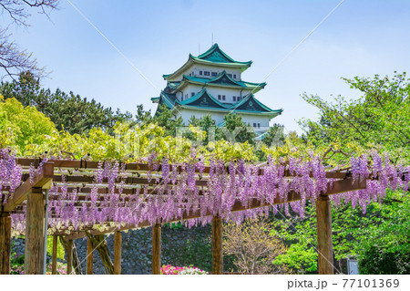 名城公園、金鯱のない名古屋城と満開の藤〈愛知県名古屋市〉 77101369