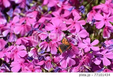 わのふじ小紋(小紋) 芝草 花と蝶々 - 着物・浴衣