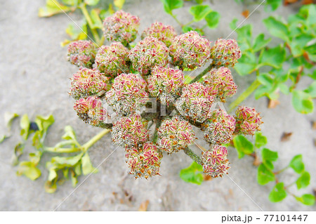 海の砂浜に咲く花 ハマボウフウ 海浜植物 の写真素材