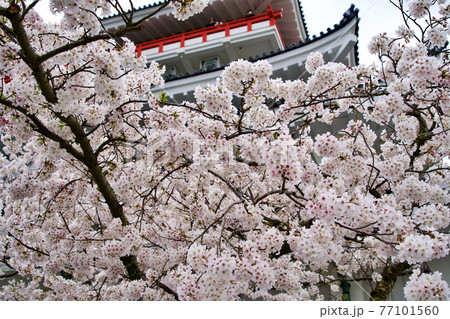 満開の桜と熱海城 77101560