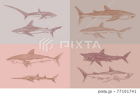 Sharks set.Great white shark, Sixgill sawshark. Basking Sand Tiger Hammerhead Thresher Atlantic Bull Sharks set.Great white shark, Sixgill sawshark. Basking Sand Tiger Hammerhead Thresher Atlantic Bull 77101741